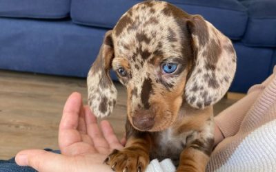 Our Dachshund Puppy’s First 8 Weeks