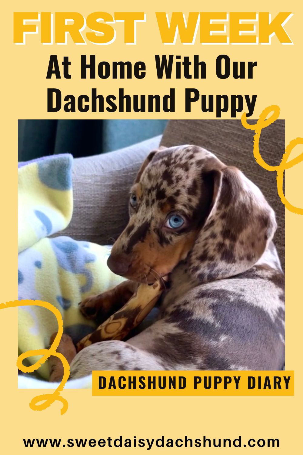 Our Dachshund Puppy's First Week At Home, dachshund puppy diary (2)