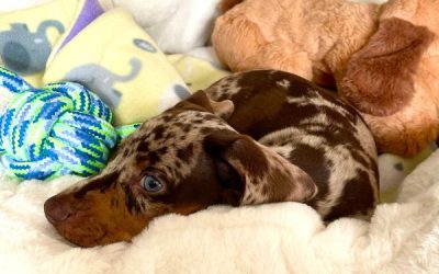 Our Dachshund Puppy’s First Week At Home – 9 Weeks Old