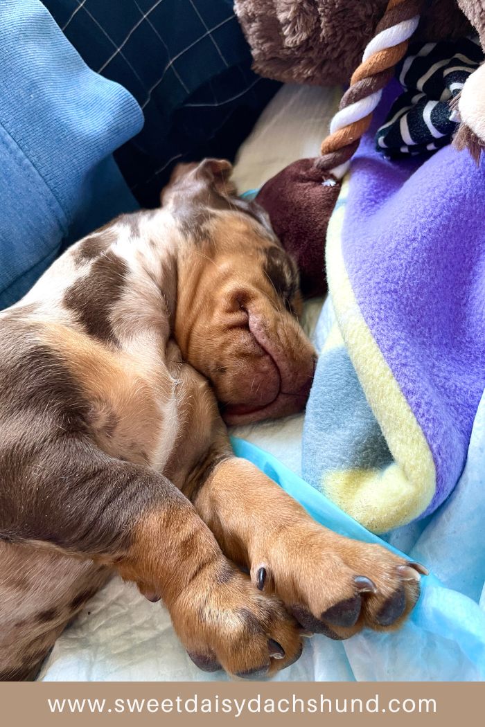 Our Dachshund Puppy's First Week At Home