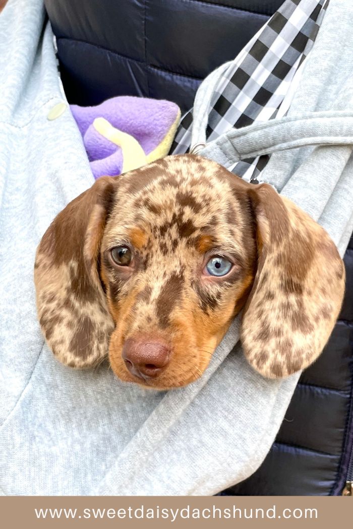 Our Dachshund Puppy's First Week At Home