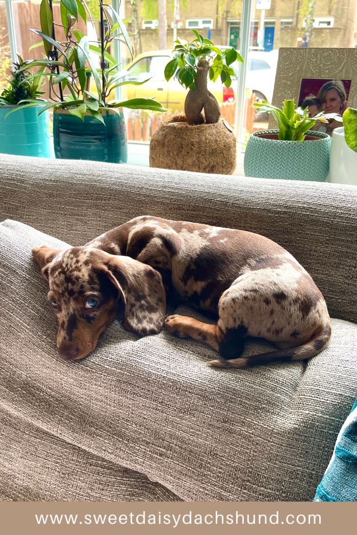 Our Dachshund Puppy's First Week At Home