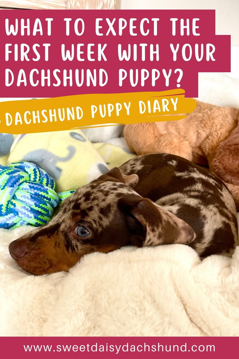 Our Dachshund Puppy's First Week At Home, dachshund puppy diary