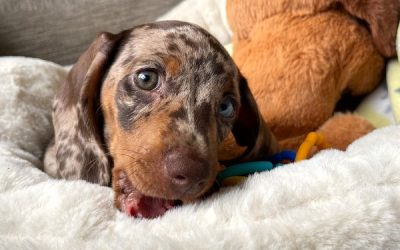 First Day At Home With Our Dachshund Puppy