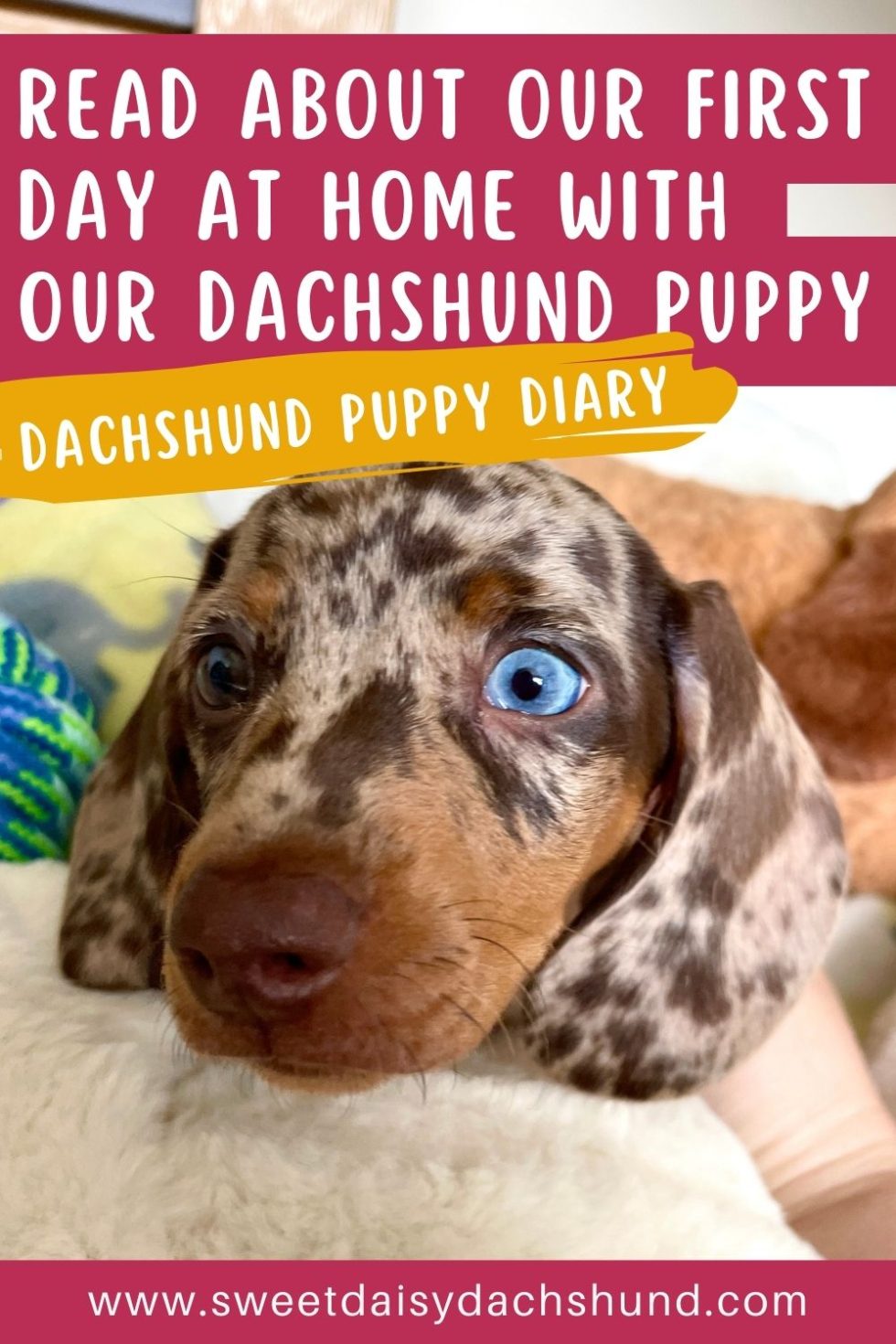 First Day At Home With Our Dachshund Puppy - Sweet Daisy Dachshund