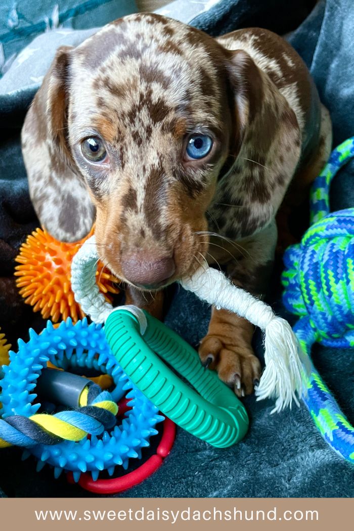 Read about our first day at home with our dachshund puppy, puppy diary (2)