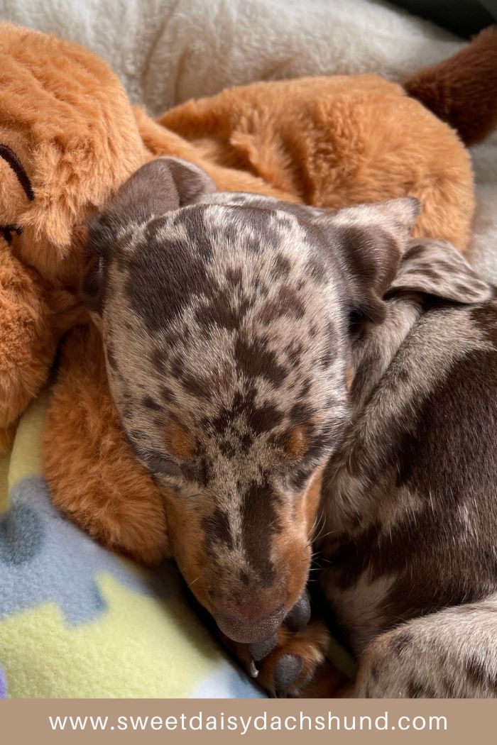 Read about our first day at home with our dachshund puppy, puppy diary