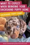 What to expect when bringing our dachshund puppy home, dachshund puppy diary (3)