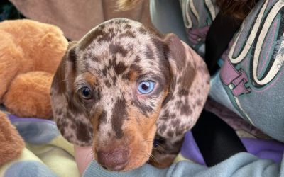 Bringing Our Dachshund Puppy Home