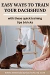 easy ways to train your dachshund with these quick training tips and tricks 2