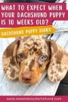 How Is Our Dachshund Puppy Doing At 10 Weeks Old, Dachshund puppy diary (3)