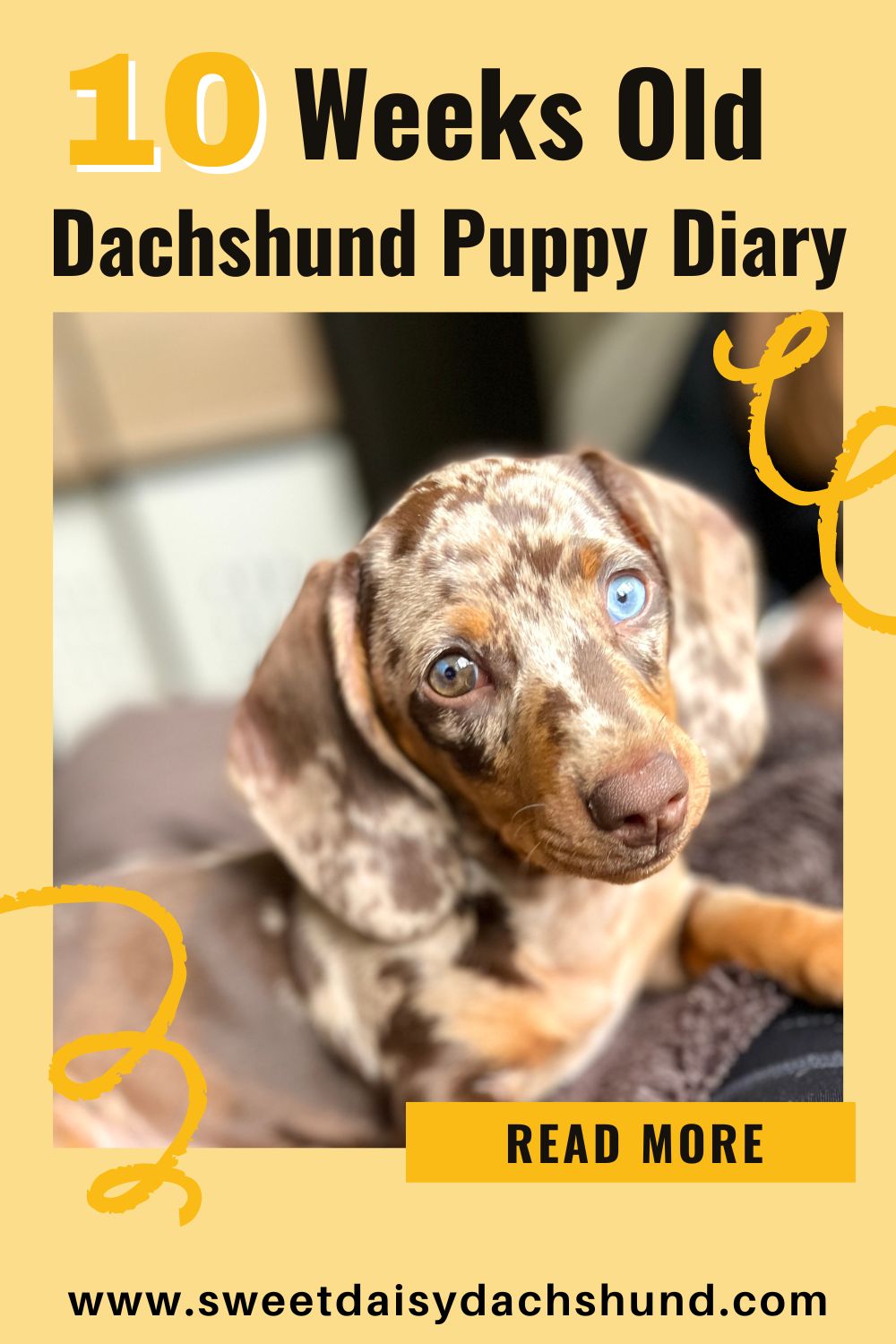 How Is Our Dachshund Puppy Doing At 10 Weeks Old, Dachshund puppy diary (4)