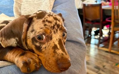 How Is Our Dachshund Puppy Doing At 10 Weeks Old?