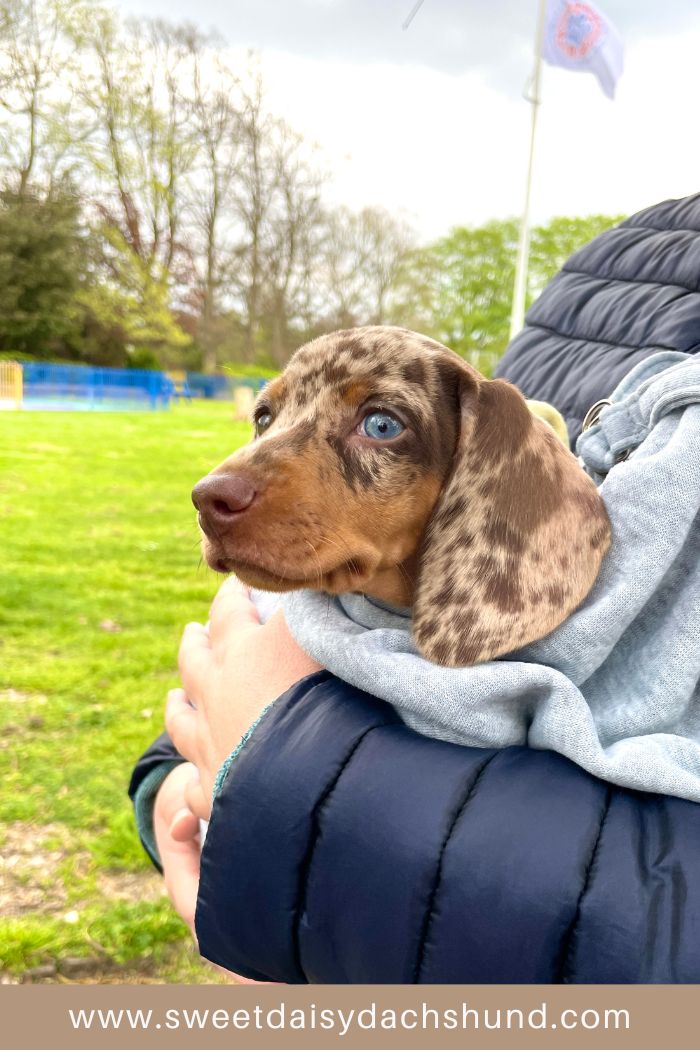 How Is Our Dachshund Puppy Doing At 10 Weeks Old, Dachshund puppy diary (5)