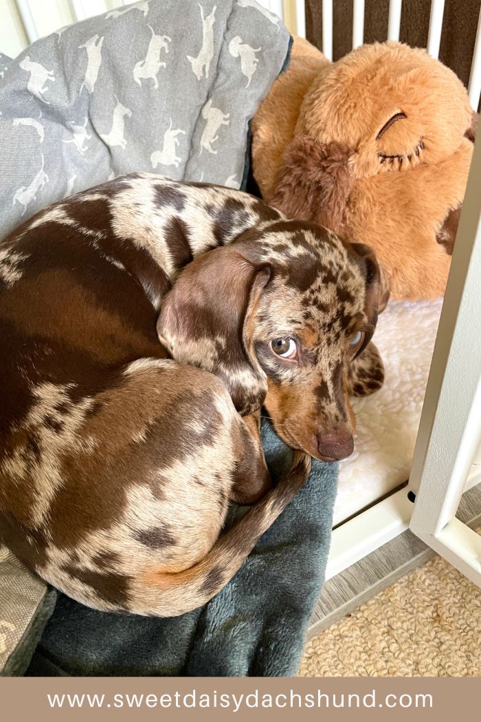 How Is Our Dachshund Puppy Doing At 10 Weeks Old, Dachshund puppy diary (6)