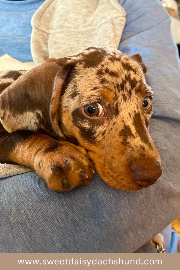 How Is Our Dachshund Puppy Doing At 10 Weeks Old, Dachshund puppy diary (7)