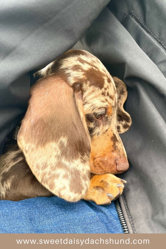 How Is Our Dachshund Puppy Doing At 10 Weeks Old, Dachshund puppy diary (8)