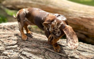 How Is Our Dachshund Puppy’s Behaviour Changing At 15 To 16 Weeks Old