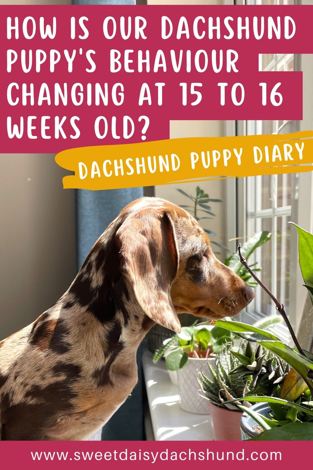 How Is Our Dachshund Puppy's Behaviour Changing At 15 To 16 Weeks Old (3)