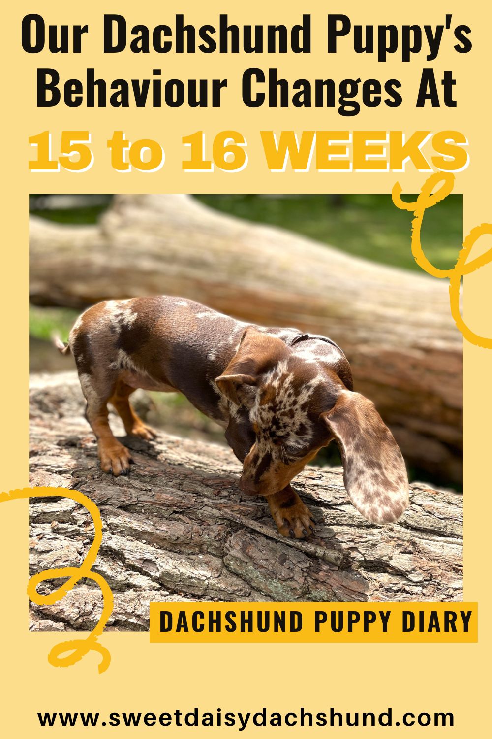 How Is Our Dachshund Puppy's Behaviour Changing At 15 To 16 Weeks Old (4)