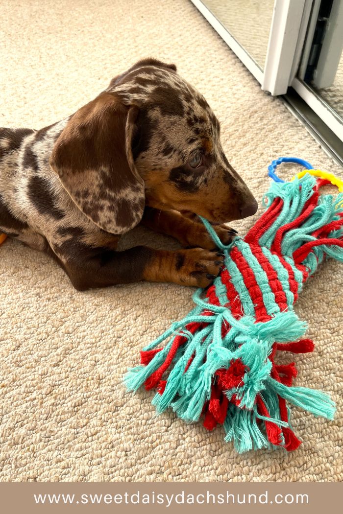 How Is Our Dachshund Puppy's Behaviour Changing At 15 To 16 Weeks Old