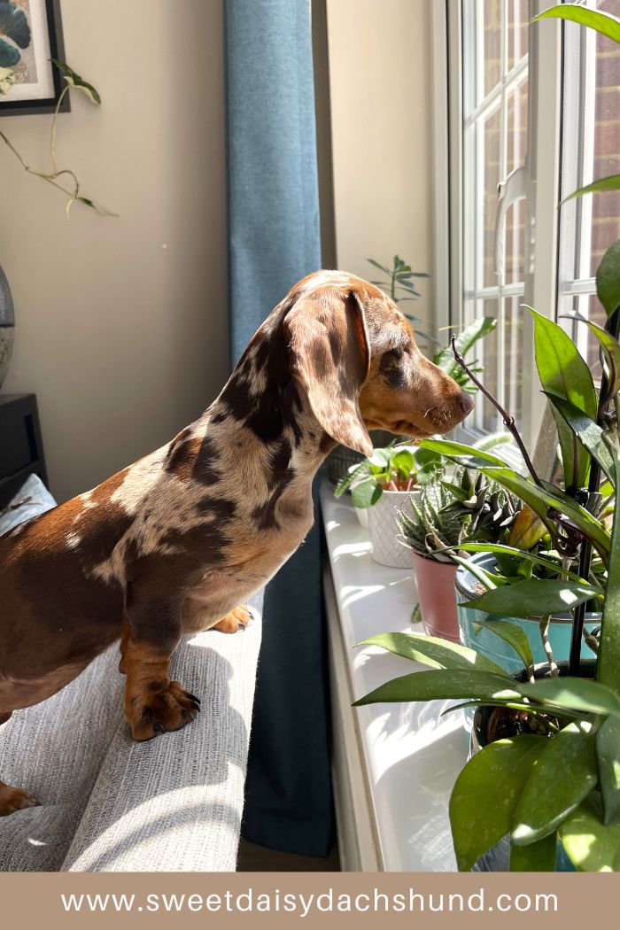 How Is Our Dachshund Puppy's Behaviour Changing At 15 To 16 Weeks Old (6)