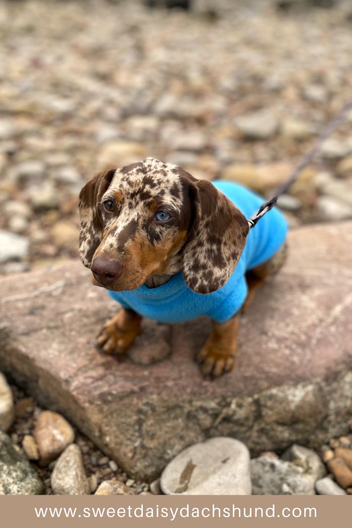 How Is Our Dachshund Puppy's Behaviour Changing At 15 To 16 Weeks Old (8)