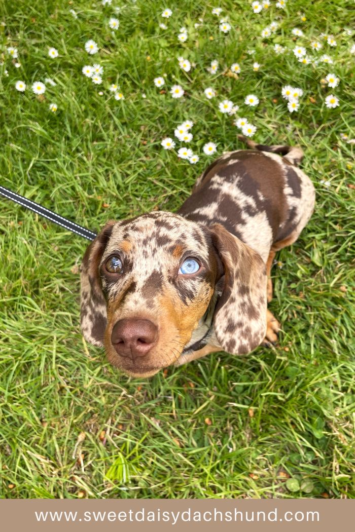 How Is Our Dachshund Puppy's Behaviour Changing At 15 To 16 Weeks Old (9)