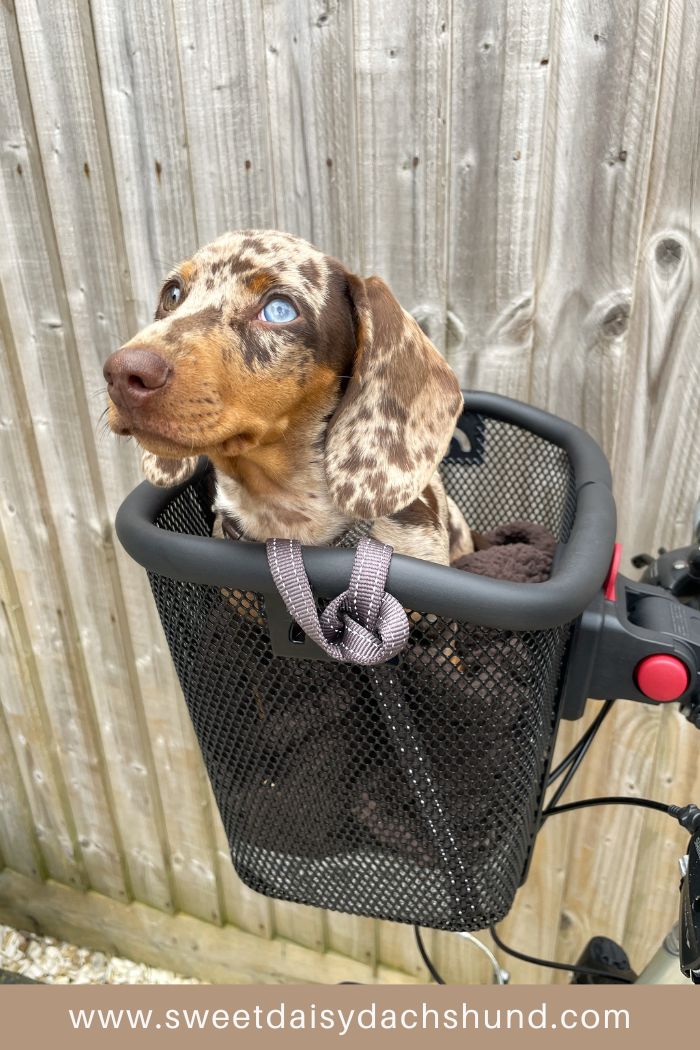 Our Dachshund Puppy Continues To Develop Fast At 13 To 14 Weeks Old (4)