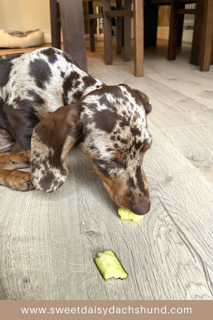 How Is Our Dachshund Puppy's Behaviour Changing At 15 To 16 Weeks Old