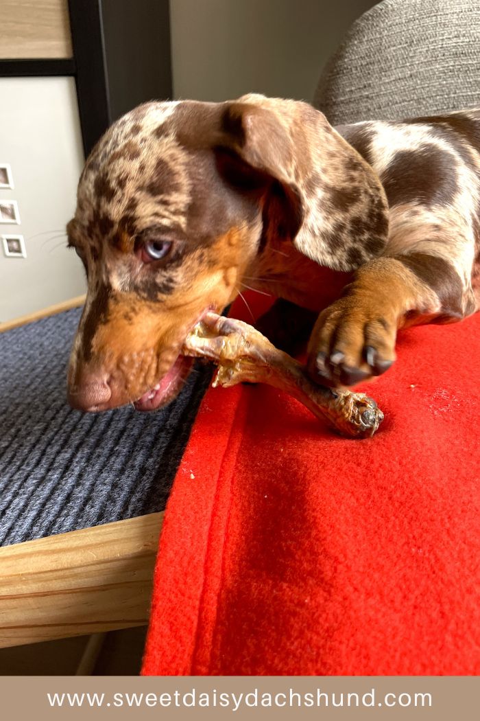 Our Dachshund Puppy Continues To Develop Fast At 13 To 14 Weeks Old (6)