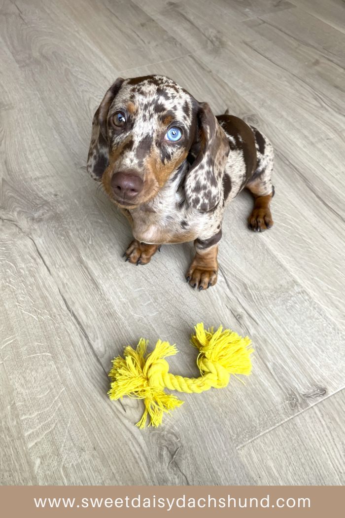 Our Dachshund Puppy Continues To Develop Fast At 13 To 14 Weeks Old (6)