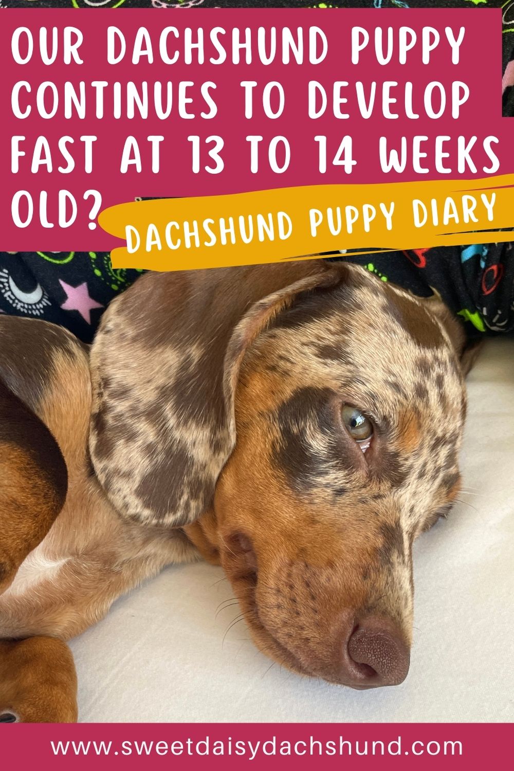 Our Dachshund Puppy Continues To Develop Fast At 13 To 14 Weeks Old (9)