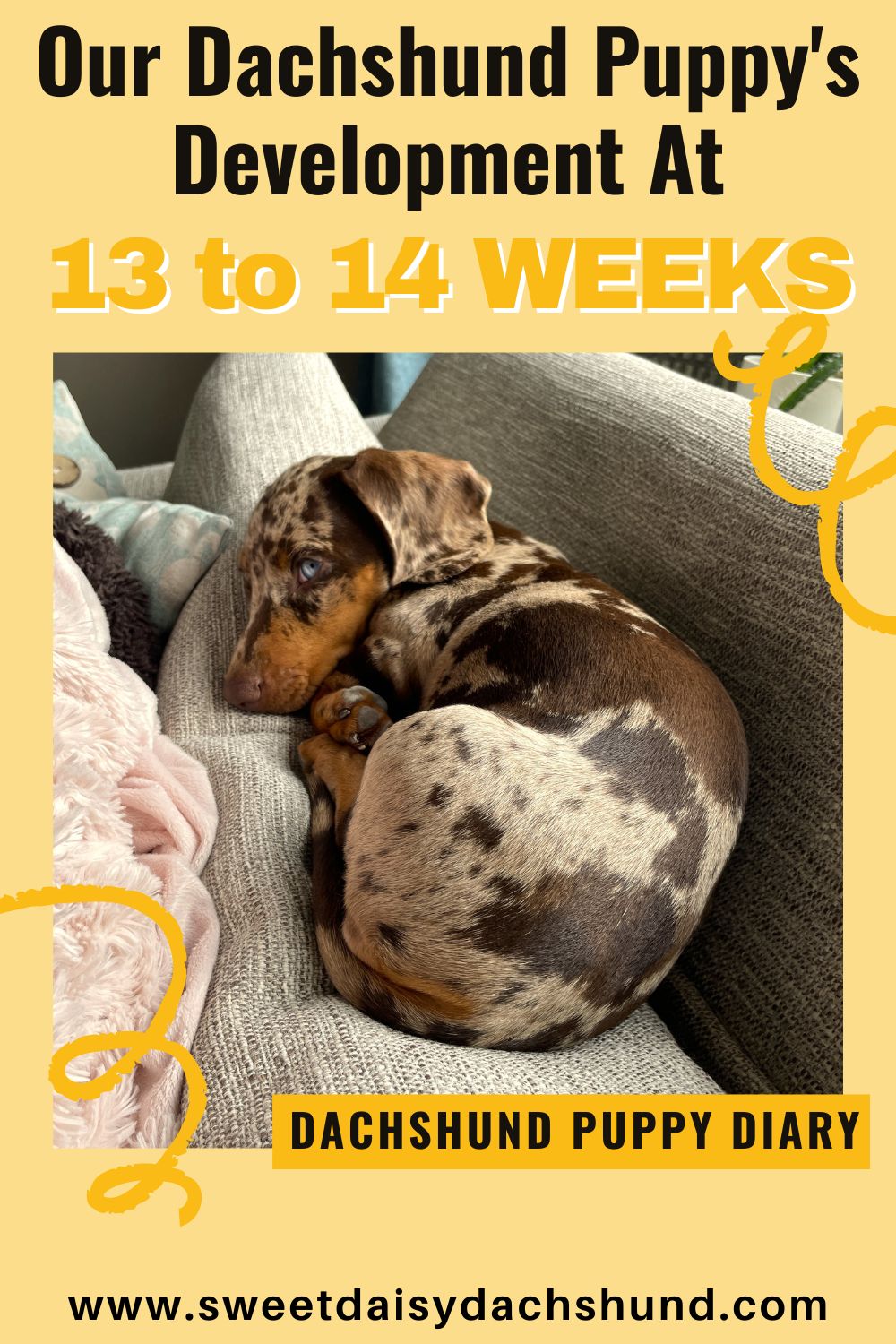 Our Dachshund Puppy Continues To Develop Fast At 13 To 14 Weeks Old