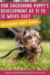 Our dachshund puppy's development at 11 to 12 weeks old, dachshund puppy diary (2)