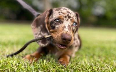 Our Dachshund Puppy’s Development at 11 to 12 Weeks Old