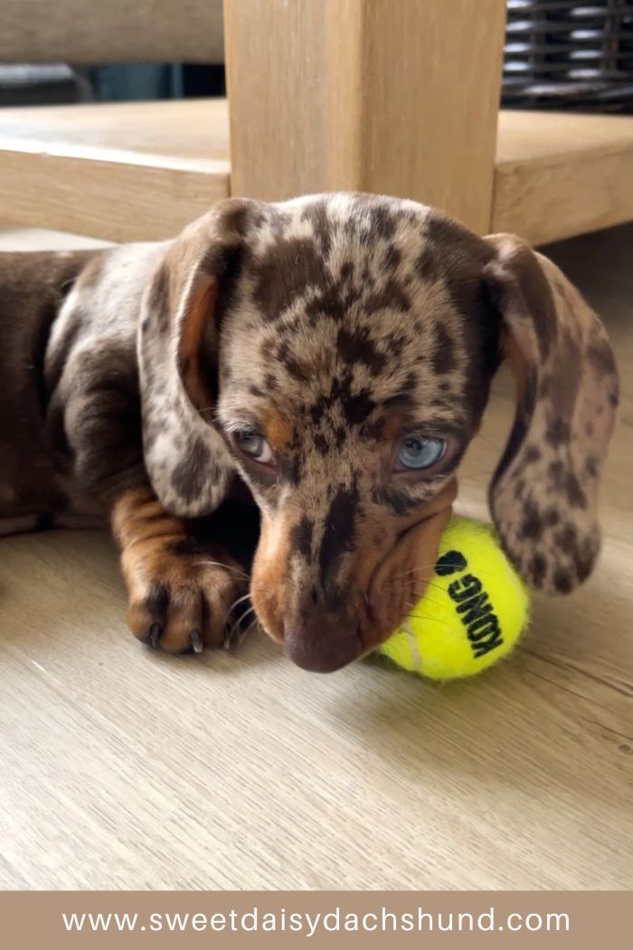 Our dachshund puppy's development at 11 to 12 weeks old