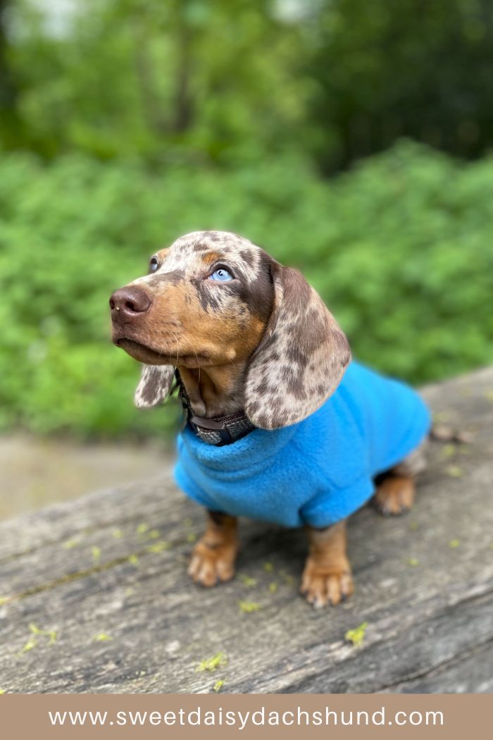 Our dachshund puppy's development at 11 to 12 weeks old