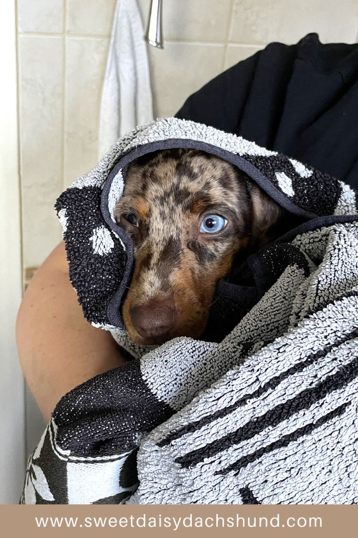 Our dachshund puppy's development at 11 to 12 weeks old