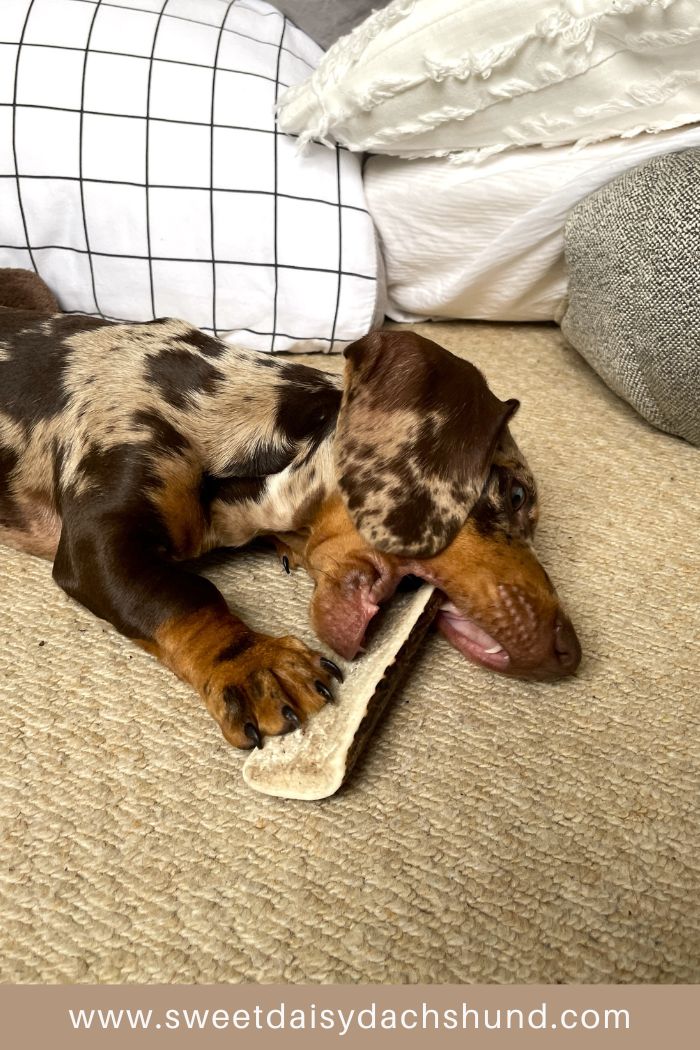 Our dachshund puppy's development at 11 to 12 weeks old