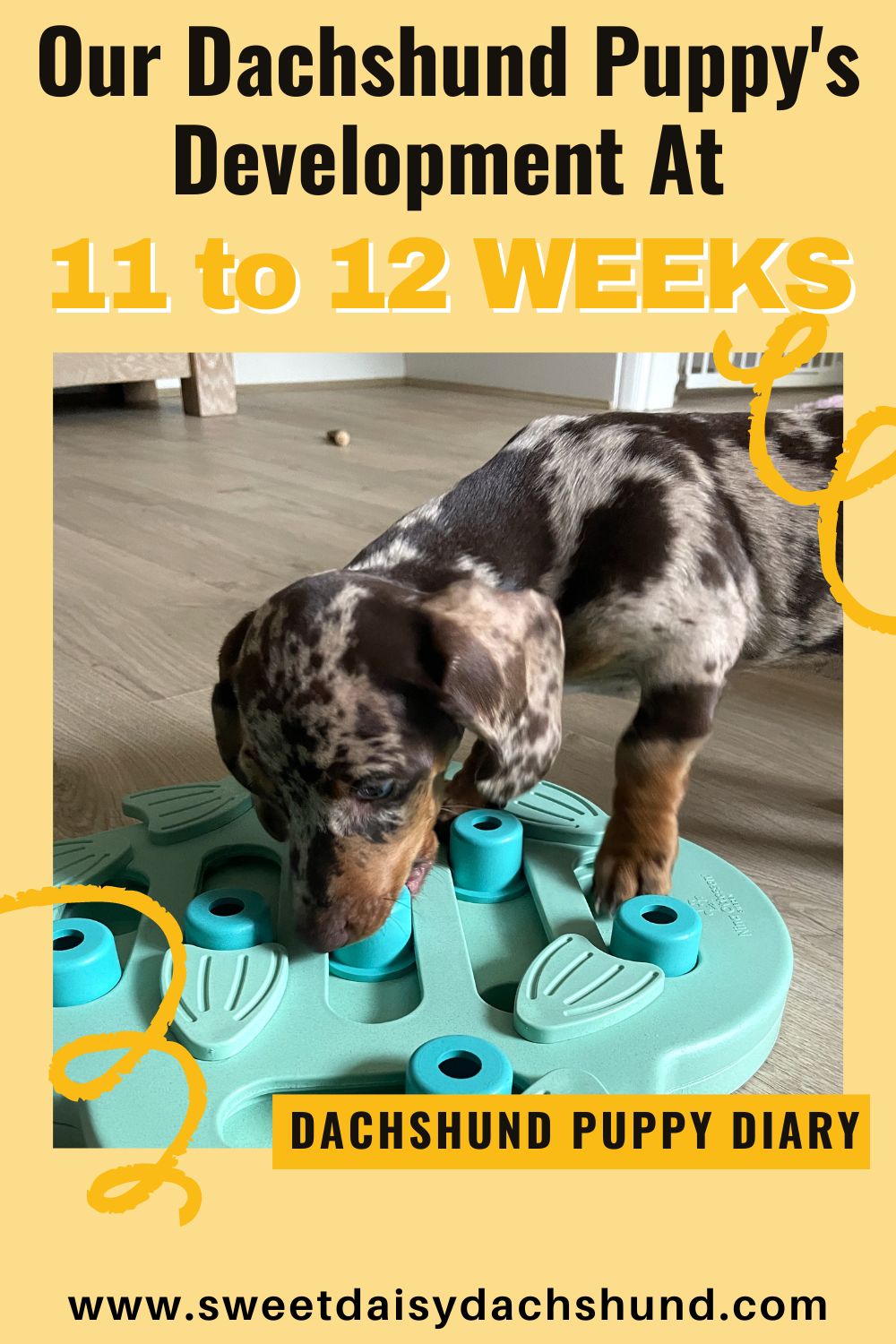 Our dachshund puppy's development at 11 to 12 weeks old, dachshund puppy diary