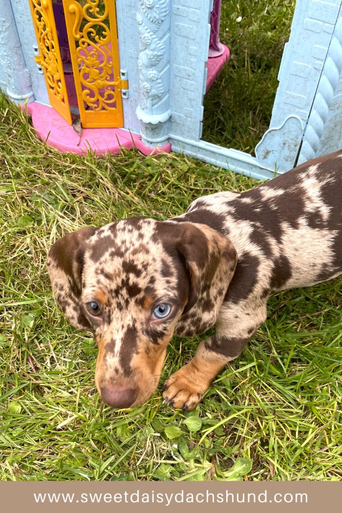 Our dachshund puppy's development at 11 to 12 weeks old, dachshund puppy diary (8)