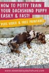 How to potty train your dachshund puppy easily and fast (6)