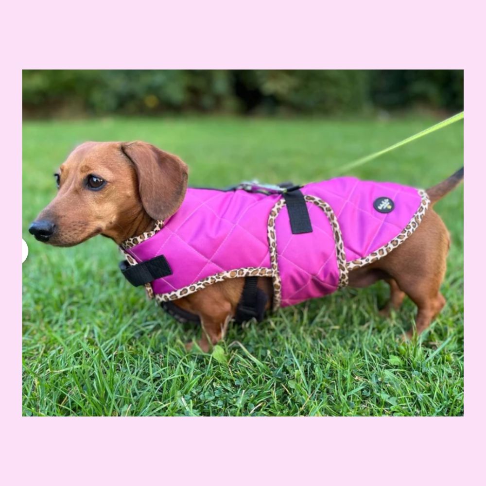 10 Best Dachshund Winter Coats, warm and waterproof coats for your doxie (2)