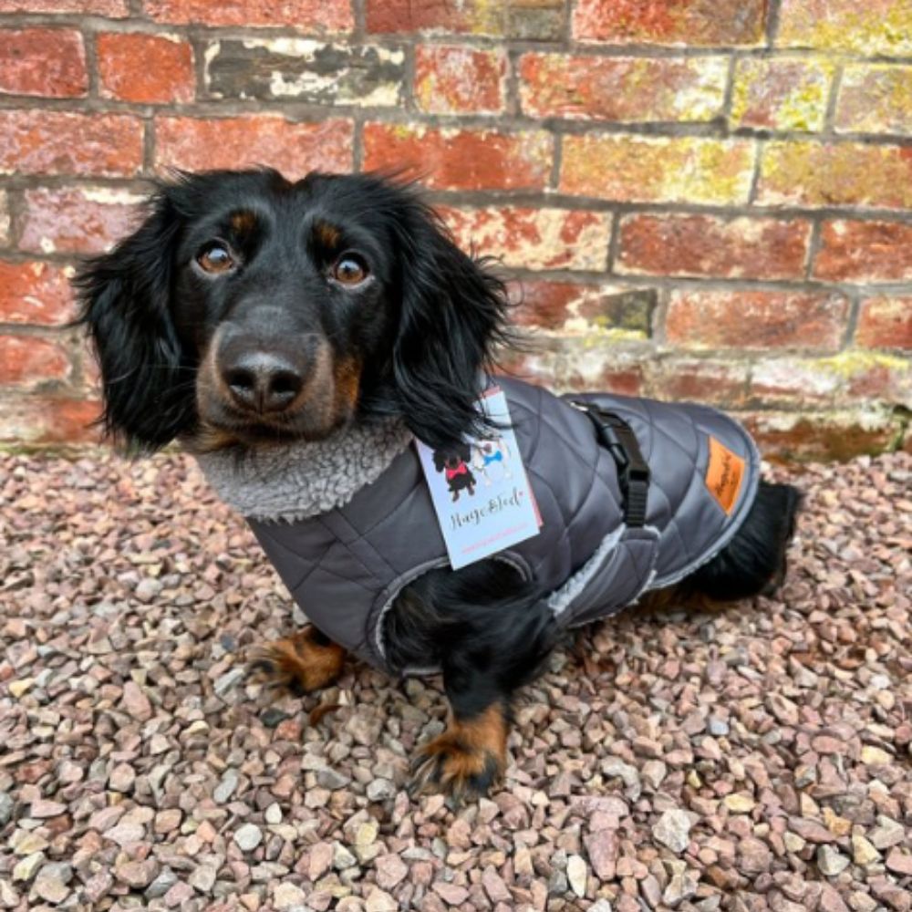 10 Best Dachshund Winter Coats, warm and waterproof coats for your doxie (6)