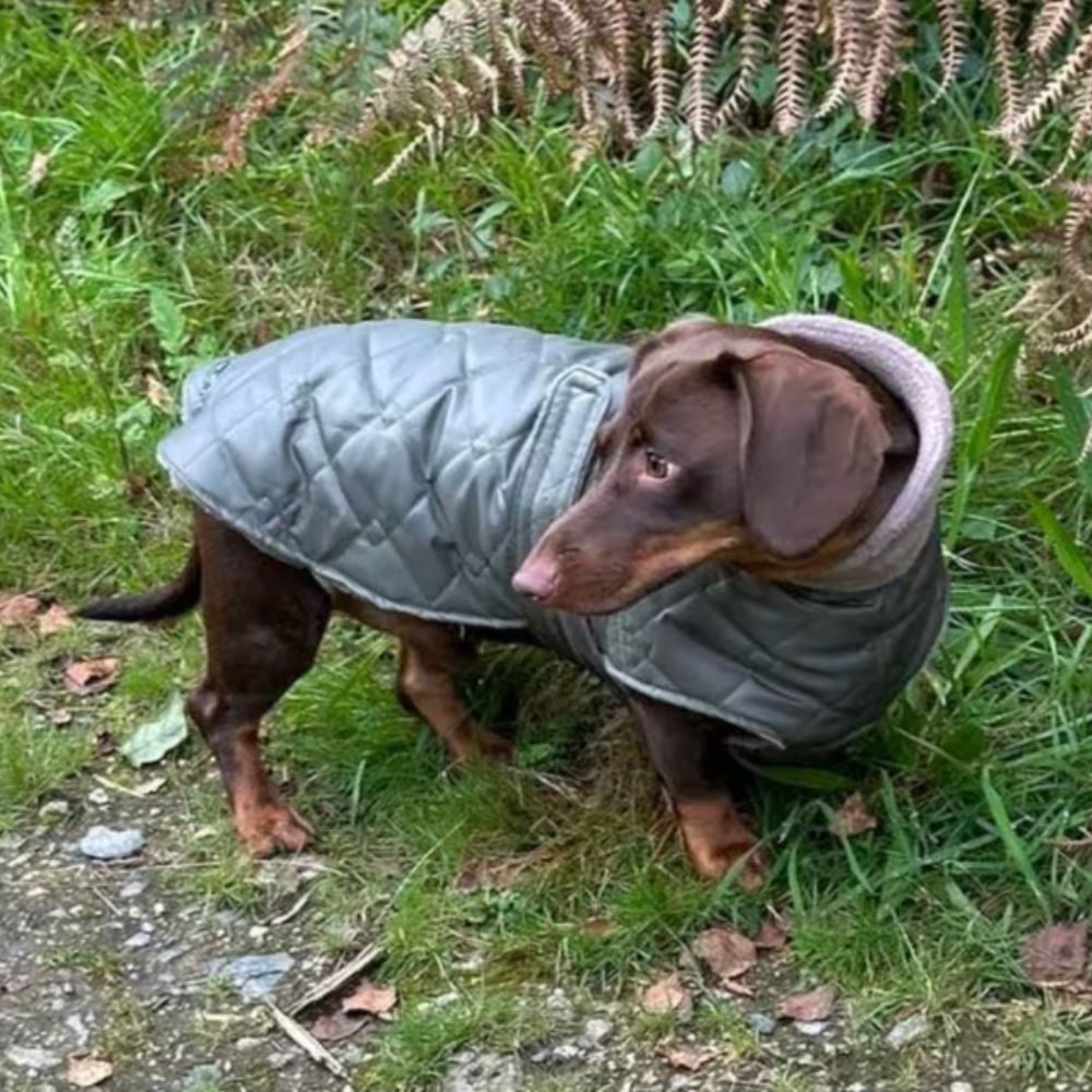 10 Best Dachshund Winter Coats, warm and waterproof coats for your doxie (7)