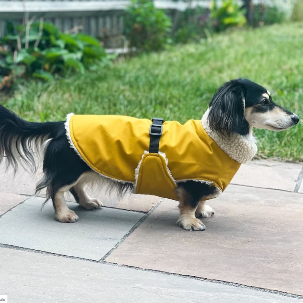 10 Best Dachshund Winter Coats, warm and waterproof coats for your doxie (8)