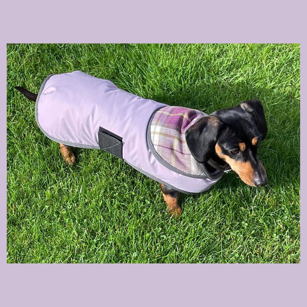 10 Best Dachshund Winter Coats, warm and waterproof coats for your doxie (9)