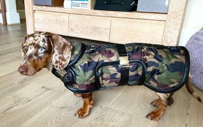 Dachshund accessories clearance